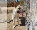 Small #4 German Shepherd Dog