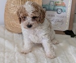 Small #7 Poodle (Miniature)