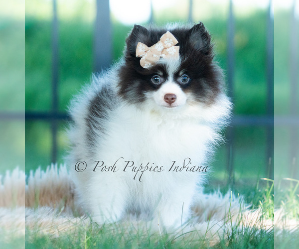 Medium Photo #16 Pomeranian Puppy For Sale in WARSAW, IN, USA