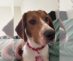 Beagle Dogs for adoption in Las Vegas, NV, USA
