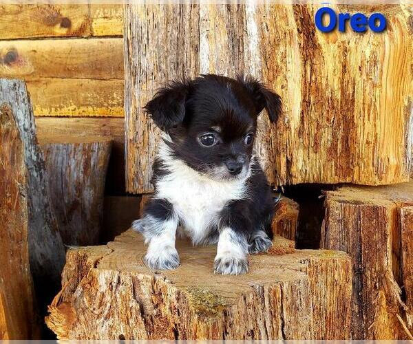 Medium Photo #3 Chihuahua Puppy For Sale in POTEAU, OK, USA