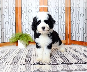 Sheepadoodle Puppy for sale in NAPLES, FL, USA