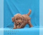 Small #1 Goldendoodle (Miniature)