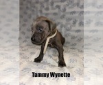 Puppy Tammy Wynette Great Dane