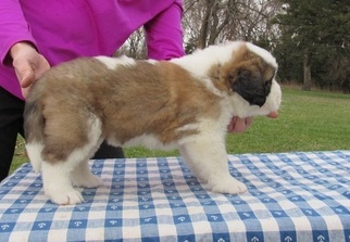 Saint Bernard Puppy for sale in Dawes Point, New South Wales, Australia