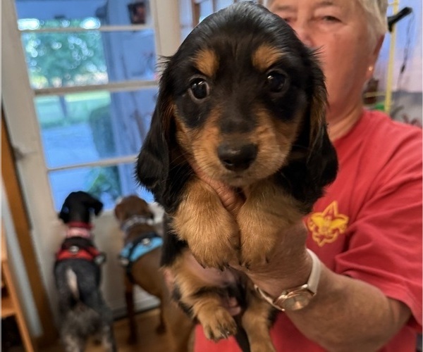 Medium Photo #1 Dachshund Puppy For Sale in ASHLAND, NE, USA