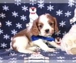 Small Photo #1 Cavalier King Charles Spaniel Puppy For Sale in CLAY, PA, USA