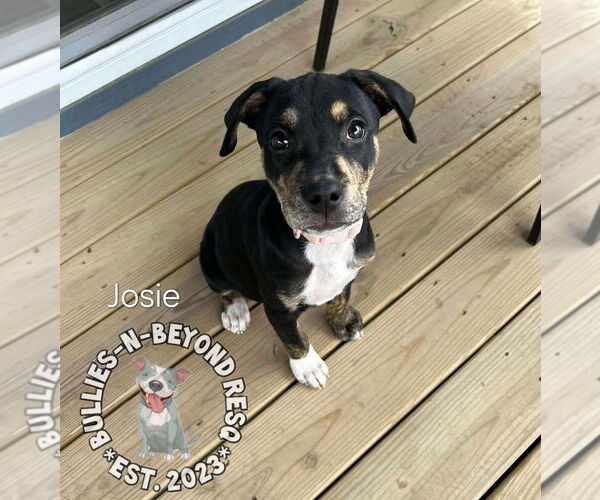 Medium Photo #2 Boxweiler Puppy For Sale in Omaha, NE, USA