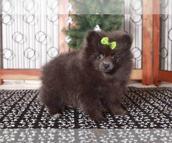 Medium Photo #3 Pomeranian Puppy For Sale in NAPLES, FL, USA