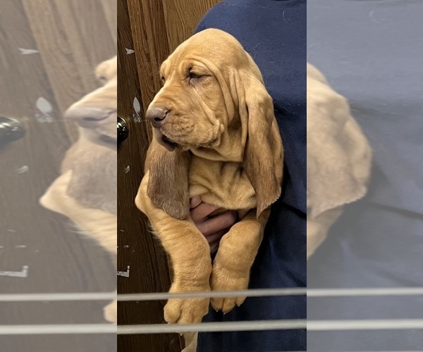 Medium Photo #6 Bloodhound Puppy For Sale in FORT MORGAN, CO, USA
