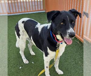 German Shepherd Dog-Unknown Mix Dogs for adoption in Las Vegas, NV, USA