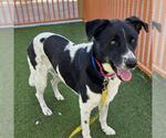 *OLIVER - Male German Shepherd Dog-Unknown Mix Dog for Adoption - Small photo