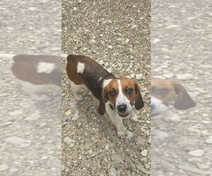 Beagle Dogs for adoption in Foristell, MO, USA