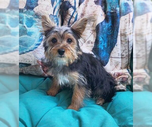 Medium Photo #8 Mutt Puppy For Sale in Tustin, CA, USA