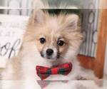 Small Photo #4 Pomeranian Puppy For Sale in NAPLES, FL, USA