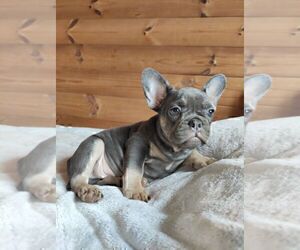 French Bulldog Puppy for sale in TAMPA, FL, USA