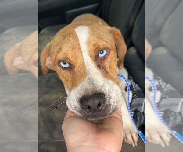 Medium Photo #5 Mutt Puppy For Sale in Farmerville, LA, USA