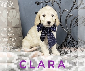 Goldendoodle Puppy for sale in CEDAR GAP, MO, USA