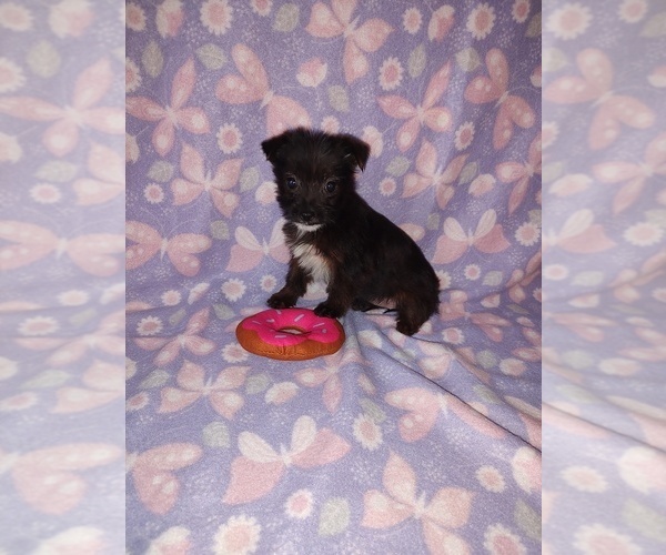 Medium Photo #9 Yorkshire Terrier Puppy For Sale in LAPEER, MI, USA