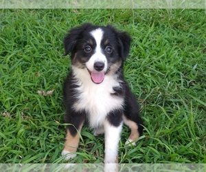Miniature Australian Shepherd Puppy for sale in ROLLA, MO, USA
