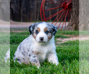 Miniature Australian Shepherd Puppy for sale in DECATUR, TX, USA