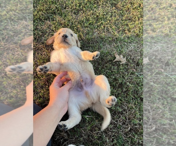 Medium Photo #2 English Cream Golden Retriever Puppy For Sale in CENTERTOWN, MO, USA