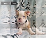 Small Photo #3 Faux Frenchbo Bulldog Puppy For Sale in MINERAL WELLS, WV, USA