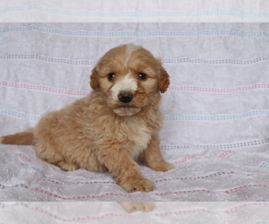 Goldendoodle (Miniature) Puppy for sale in SHILOH, OH, USA
