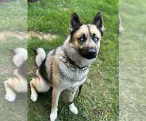 German Shepherd Dog-Huskies  Mix Dogs for adoption in Spring Lake, NJ, USA