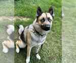 Small German Shepherd Dog-Huskies  Mix