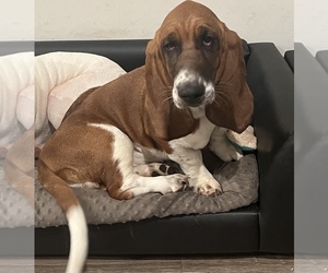 Basset Hound Puppy for sale in CHRISTIANA, TN, USA