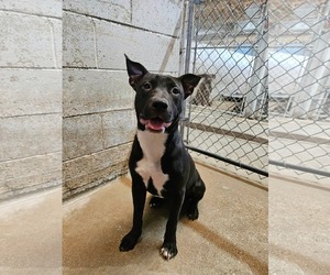 Mutt Dogs for adoption in El Centro, CA, USA