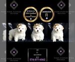 Puppy Pip F1 Maltipoo