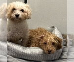 Small #10 Shih-Poo