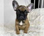 Small Photo #15 French Bulldog Puppy For Sale in BOTHELL, WA, USA