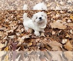 Small #4 Maltese