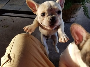 French Bulldog Puppy for sale in LEAGUE CITY, TX, USA