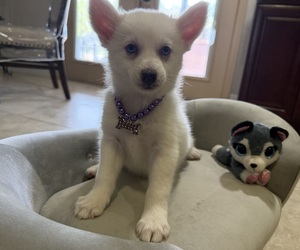 Pomsky Puppy for sale in WEBSTER, FL, USA