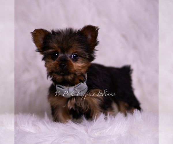 Medium Photo #5 Yorkshire Terrier Puppy For Sale in WARSAW, IN, USA