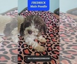 Small Photo #1 Poodle (Toy) Puppy For Sale in TUCSON, AZ, USA