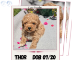 Puppy Thor Poodle (Toy)