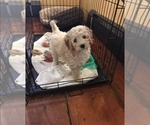 Small Photo #3 Goldendoodle Puppy For Sale in FREMONT, CA, USA