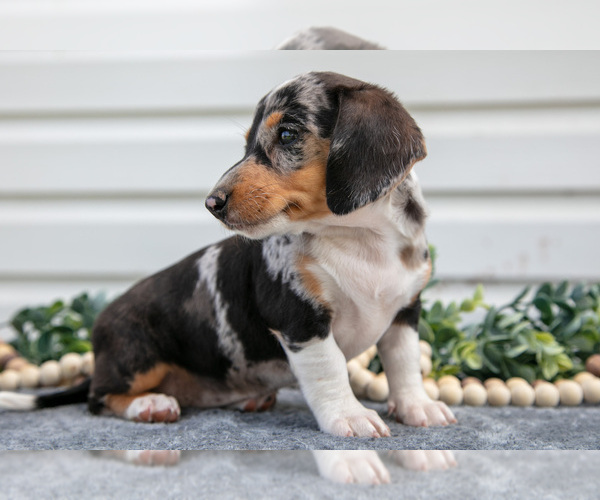Medium Photo #9 Dachshund Puppy For Sale in ELIZABETHTOWN, PA, USA