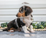 Small Photo #9 Dachshund Puppy For Sale in ELIZABETHTOWN, PA, USA