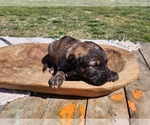 Small Photo #22 Irish Wolfhound-Poodle (Standard) Mix Puppy For Sale in OMAHA, AR, USA