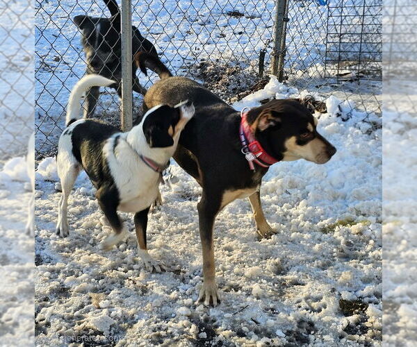 Medium Photo #4 Mutt Puppy For Sale in Bloomingdale, NJ, USA