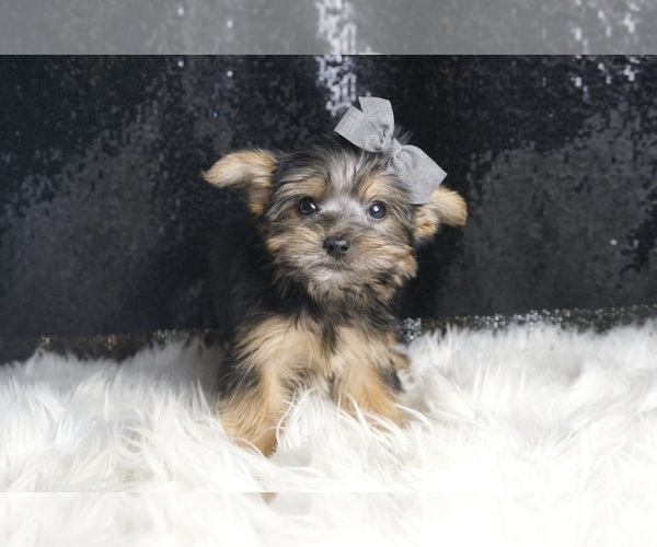 Medium Photo #4 Morkie Puppy For Sale in WARSAW, IN, USA