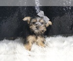 Small #3 Morkie