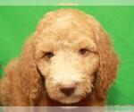 Small Photo #3 Labradoodle Puppy For Sale in SHAWNEE, OK, USA