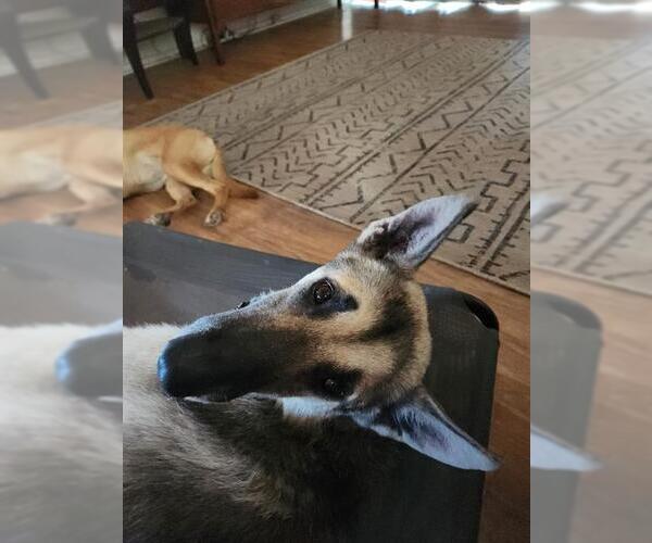 Medium Photo #1 German Shepherd Dog-Unknown Mix Puppy For Sale in San Antonio, TX, USA